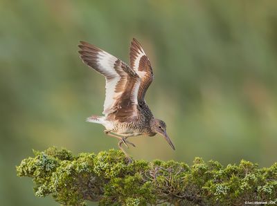 Willet