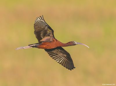GlossyIbis37c2604.jpg