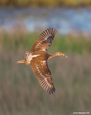 White Ibis