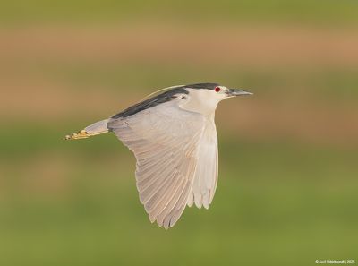 Black-crowned Night Heron