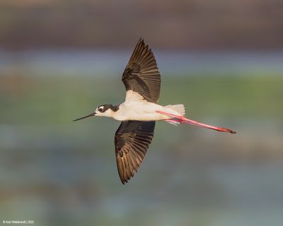 Black-necked Stilt