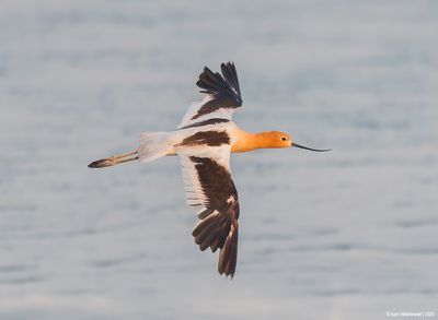 American Avocet