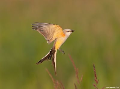 Scissor-tailed Flycatcher