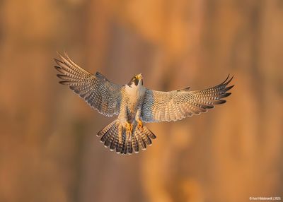 Peregrine Falcon