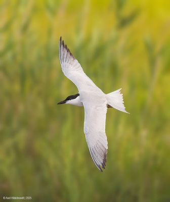 Gull-billed Tern