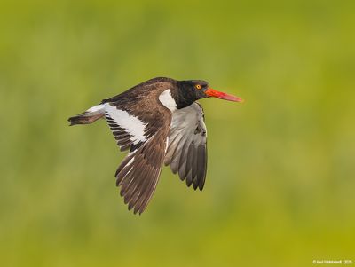 American Oystercatcher