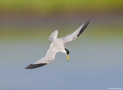 Least Tern