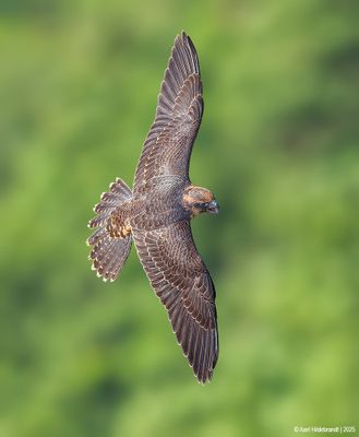 Peregrine Falcon