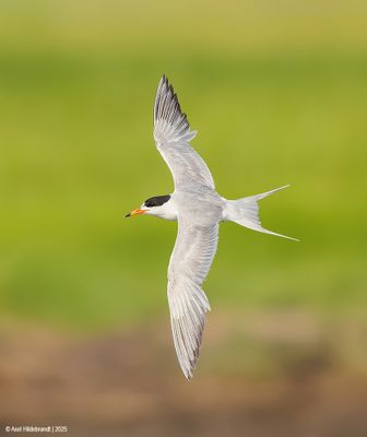 Forster's Tern