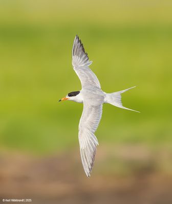 Forster's Tern