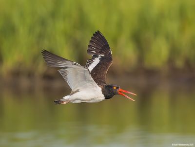 American Oystercatcher