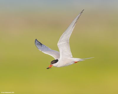 Common Tern