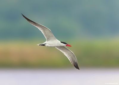 Caspian Tern