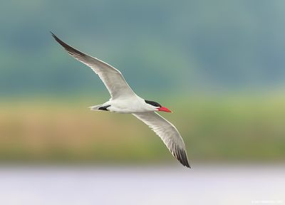 Caspian Tern