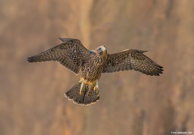 PeregrineFalcon28c5535.jpg
