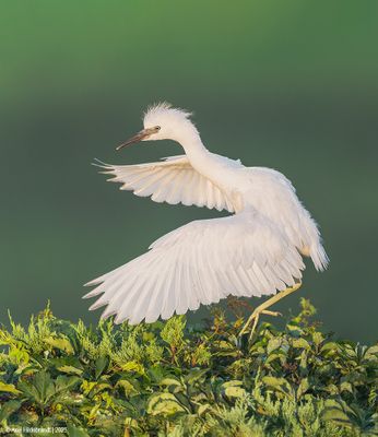 LittleBlueHeron70c3024.jpg