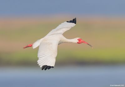 White Ibis