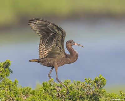 Glossy Ibis