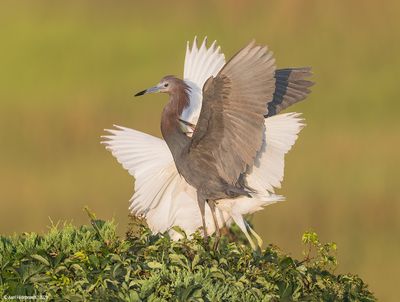 Little Blue Heron