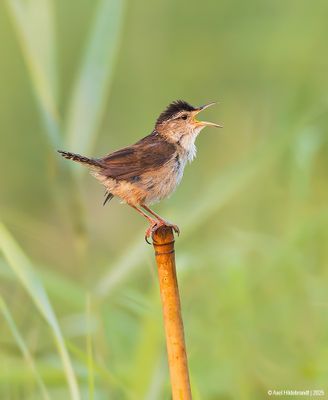 Marsh Wren