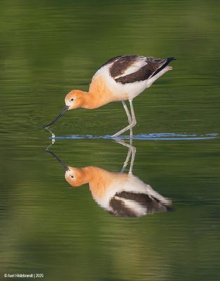 American Avocet