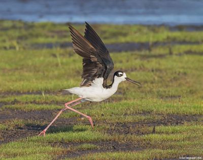 Black-necked Stilt
