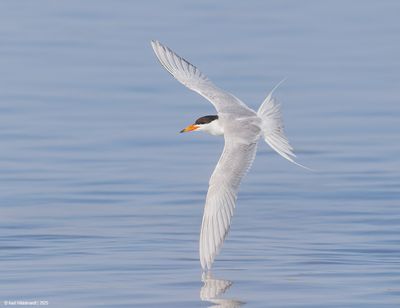 Forster'sTern24c8124.jpg