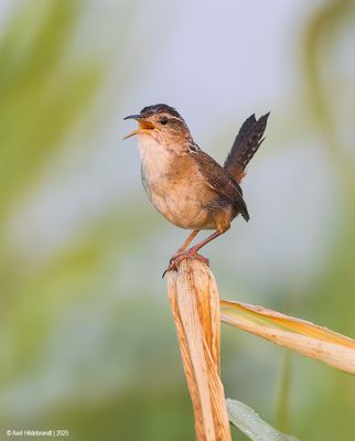 Marsh Wren