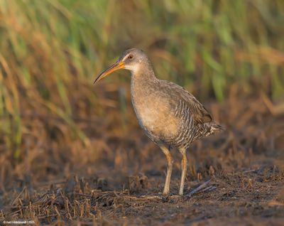 Clapper Rail
