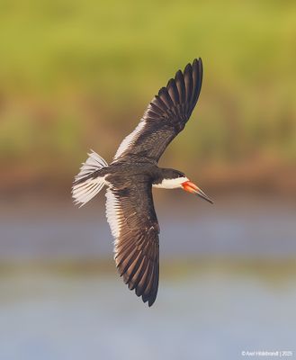 Black Skimmer
