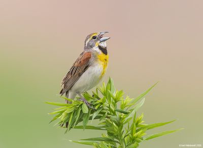 Dickcissel