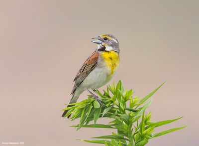 Dickcissel