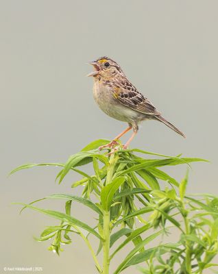 Grasshopper Sparrow