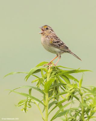 Grasshopper Sparrow