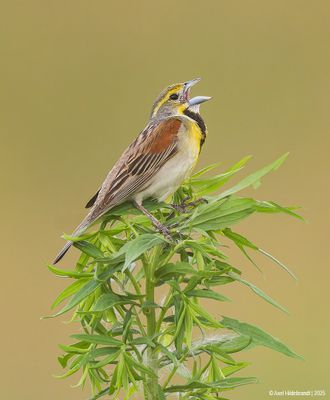 Dickcissel05c4520.jpg