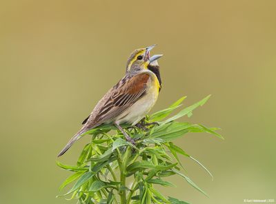 Dickcissel