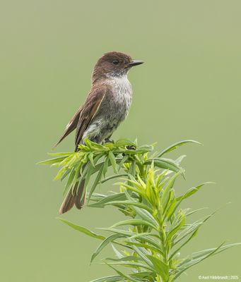 Eastern Phoebe