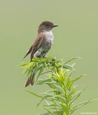 Eastern Phoebe