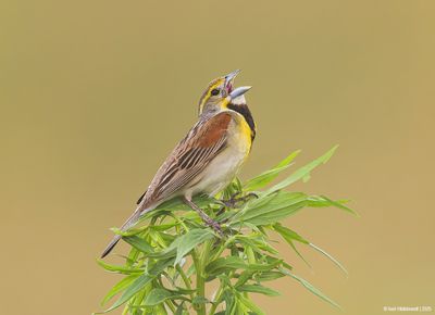 Dickcissel