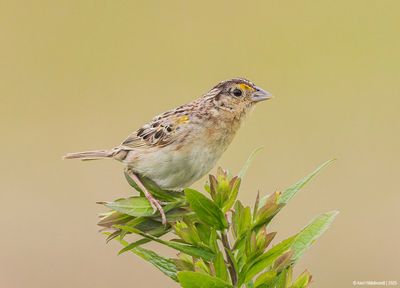 Grasshopper Sparrow