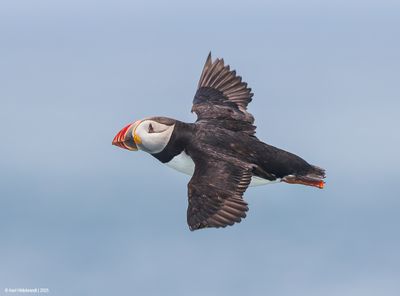AtlanticPuffin59c3287.jpg