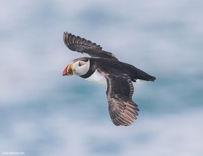 Seabirds