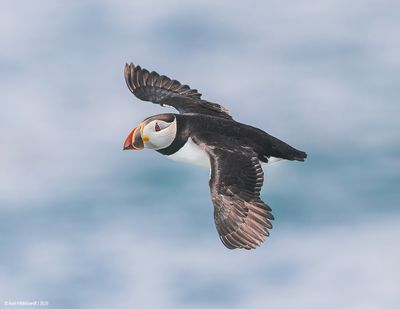 Atlantic Puffin