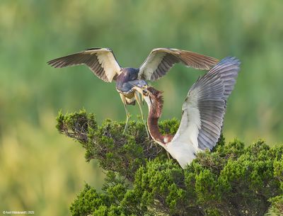 Tricolored Heron