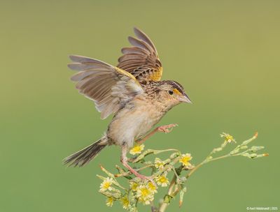 GrasshopperSparrow21c9915.jpg