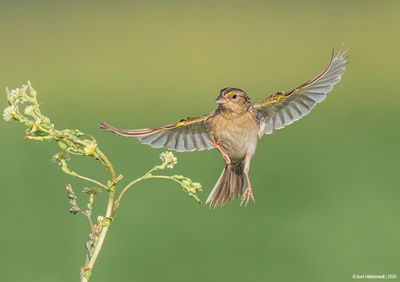 GrasshopperSparrow22c0148.jpg