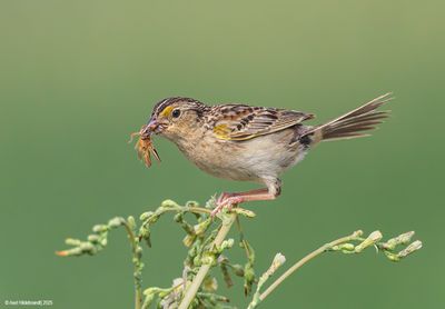 Grasshopper Sparrow