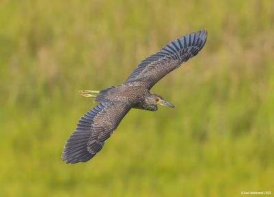 Yellow-crownedNightHeron18c3085.jpg