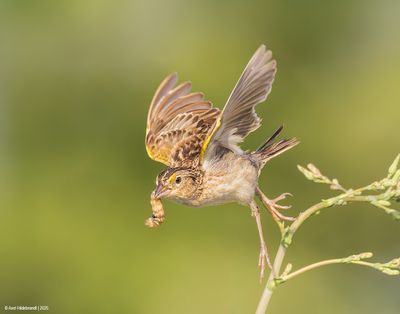 Grasshopper Sparrow
