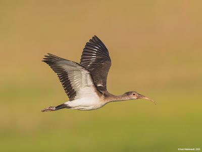 White Ibis